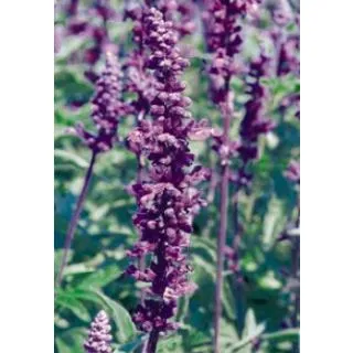 Compra SALVIA EVOLUTION (240 Plantas). en la tienda online Fito Agrícola