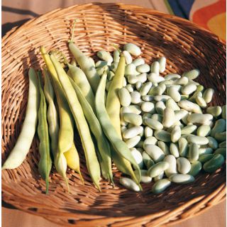 Compra JUDÍA CANNELLINO (25 Kgr.). en la tienda online Fito Agrícola