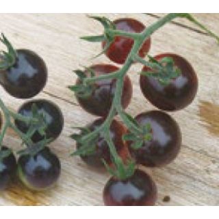 Compra TOMATE CHERRY AZUL ECOLÓGICO ME11 en la tienda online Fito Agrícola