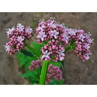 Compra VALERIANA ECOLÓGICA ME11 en la tienda online Fito Agrícola