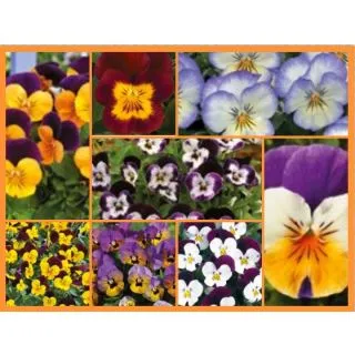 Compra VIOLA CORNUTA PENNY MIX (240 Plantas). en la tienda online Fito Agrícola