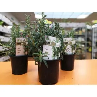 Compra ROMERO ECOLÓGICO ME11 en la tienda online Fito Agrícola