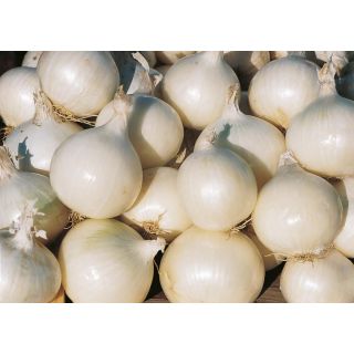 Compra CEBOLLA GLADSTONE Precisión ECOLÓGICA (250.000 Semillas). en la tienda online Fito Agrícola