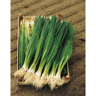 Compra CEBOLLINO PARADE ECOLÓGICO Precisión (250.000 Semillas) en la tienda online Fito Agrícola