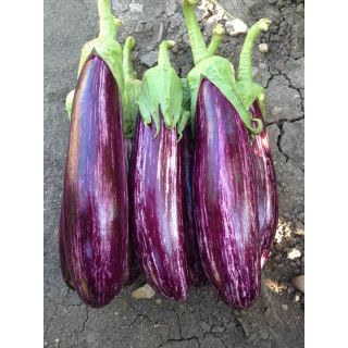 Compra BERENJENA KELSO F1 (1000 Semillas). en la tienda online Fito Agrícola