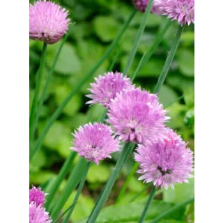 Compra CEBOLLINO CHIVES (144 Plantas). en la tienda online Fito Agrícola