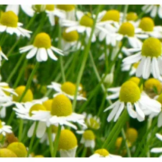 Compra MANZANILLA CHAMOMILLE (144 Plantas). en la tienda online Fito Agrícola