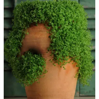 Compra MENTA MINI MINT (240 Plantas). en la tienda online Fito Agrícola