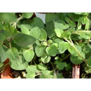 Compra ORÉGANO VULGARIS (126 Plantas) en la tienda online Fito Agrícola