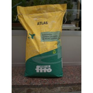 Compra MAÍZ ATLAS Ciclo 450 Sin Tratar (50.000 Semillas) en la tienda online Fito Agrícola