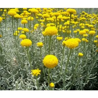 Compra SANTOLINA (126 Plantas). en la tienda online Fito Agrícola