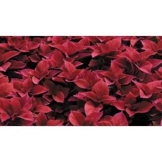 Compra COLEOS SUNFIGHTER RED HEAD (125 Plantas). en la tienda online Fito Agrícola