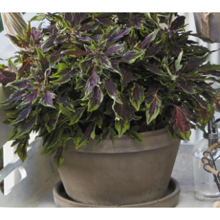 Compra COLEOS FLAME THROWER CHILLI PEPPER (125 Plantas). en la tienda online Fito Agrícola