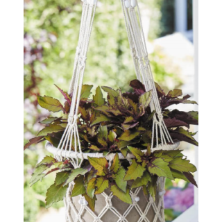 Compra COLEOS FLAME THROWER SPICE CURRY (125 Plantas). en la tienda online Fito Agrícola