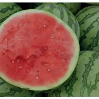 Compra SANDÍA RELAX (1.000 Semillas). en la tienda online Fito Agrícola