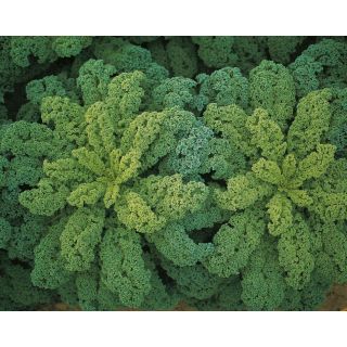 Compra COL DARKIBOR F1 Precisión ECOLÓGICA (10.000 Semillas). en la tienda online Fito Agrícola