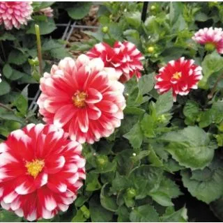 Compra DAHLIA MAXI MÉRIDA (84 Plantas). en la tienda online Fito Agrícola