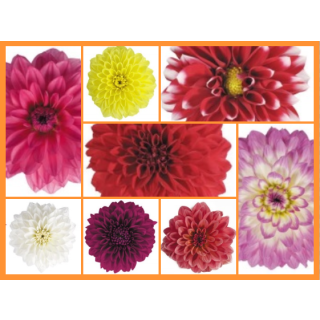 Compra DAHLIA MAXI MIX (84 Plantas). en la tienda online Fito Agrícola