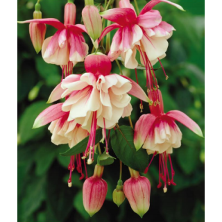 Compra FUCHSIA EL CAMINO (126 Plantas). en la tienda online Fito Agrícola