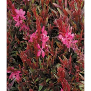 Compra GAURA GAUDI RED (126 Plantas). en la tienda online Fito Agrícola