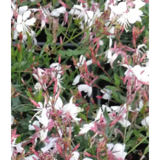 Compra GAURA GAUDI WHITE (125 Plantas). en la tienda online Fito Agrícola