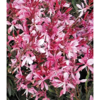 Compra GAURA GAUDI ROSE (126 Plantas). en la tienda online Fito Agrícola