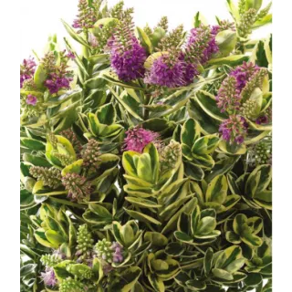 Compra HEBE KATRINE (84 Plantas). en la tienda online Fito Agrícola