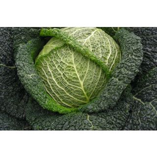 Compra COL CANTASA F1 ECOLÓGICA Precisión (1.000 Semillas). en la tienda online Fito Agrícola