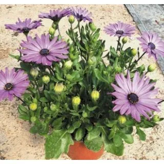 Compra OSTEOSPERMUM ASTRA LAVANDER (126 Plantas) en la tienda online Fito Agrícola