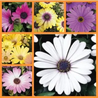 Compra OSTEOSPERMUM CAPE DAISY MIX (126 Plantas). en la tienda online Fito Agrícola