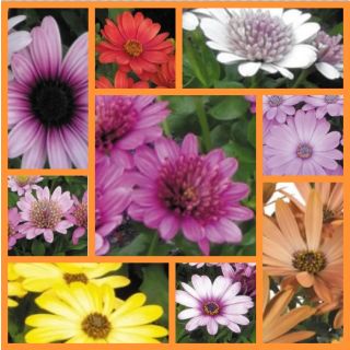 Compra OSTEOSPERMUM DALINA MIX (126 Plantas). en la tienda online Fito Agrícola