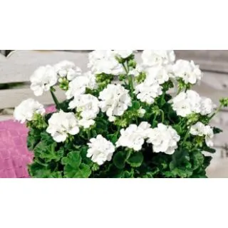 Compra GERANIO ZONALE TOSCANA TREND WHITE (LASSE) HV (126 Plantas). en la tienda online Fito Agrícola