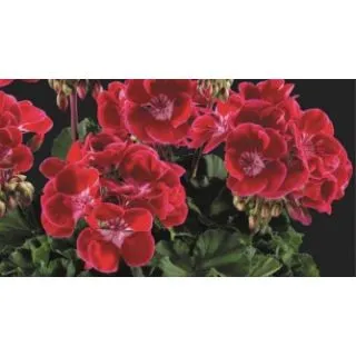 Compra GERANIO ZONALE TOSCANA RED EYE HN (126 Plantas). en la tienda online Fito Agrícola