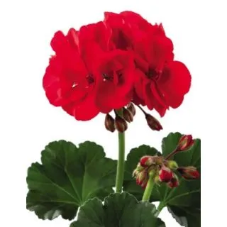 Compra GERANIO ZONALE TOSCANA DOLCE VITA DARK RED HN (126 Plantas). en la tienda online Fito Agrícola