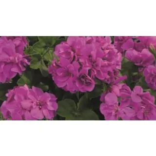 Compra GERANIO PELTATUM TOSCANA SUNFLAIR AMETHYST (125 Plantas). en la tienda online Fito Agrícola