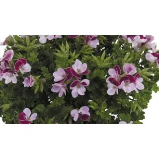 Compra GERANIO CRISPUM ANGELEYES BICOLOR (100 Plantas). en la tienda online Fito Agrícola