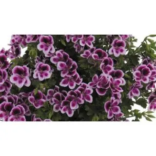 Compra GERANIO CRISPUM ANGELEYES RANDY (100 Plantas). en la tienda online Fito Agrícola