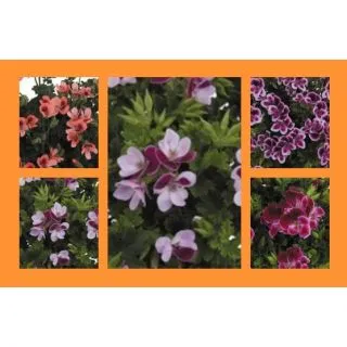 Compra GERANIO CRISPUM ANGELEYES MIX (100 Plantas). en la tienda online Fito Agrícola