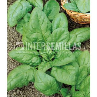 Compra ESPINACA GIGANTE DE INVIERNO (1 Kgr.). en la tienda online Fito Agrícola
