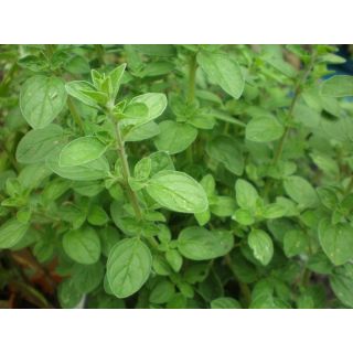 Compra ORÉGANO ECOLÓGICO (50 gr.) en la tienda online Fito Agrícola