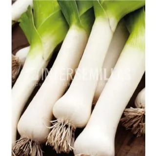 Compra PUERRO CARENTAN 2 ECOLÓGICO (500 gr.). en la tienda online Fito Agrícola