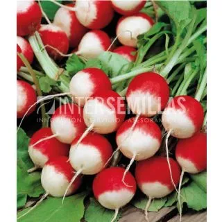 Compra RABANITO ROJO REDONDO PUNTA BLANCA ECOLÓGICO (500 gr.) en la tienda online Fito Agrícola