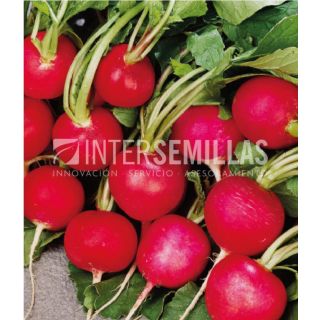 Compra RABANITO SAXA ECOLÓGICO (500 gr.). en la tienda online Fito Agrícola