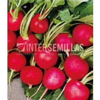 Compra RABANITO SAXA ECOLÓGICO (500 gr.). en la tienda online Fito Agrícola