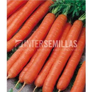 Compra ZANAHORIA NANTESA 2 ECOLÓGICA (500 gr.). en la tienda online Fito Agrícola