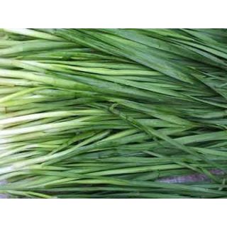 Compra CEBOLLINO CHINO (100 gr.). en la tienda online Fito Agrícola