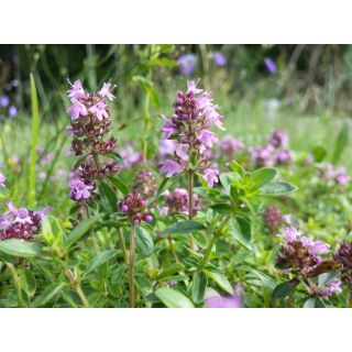 Compra SERPOL SILVESTRE (10 gr.). en la tienda online Fito Agrícola