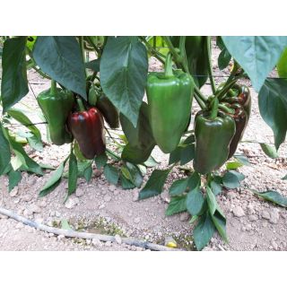 Compra PIMIENTO RIO GRANDE F1 (1.000 Semillas) en la tienda online Fito Agrícola