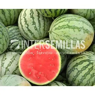 Compra SANDÍA REINA LINDA F-1 INJERTADA EPS70 en la tienda online Fito Agrícola