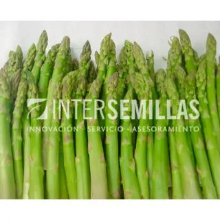 Compra ESPÁRRAGO GRANDE F1 (1.000 Semillas). en la tienda online Fito Agrícola